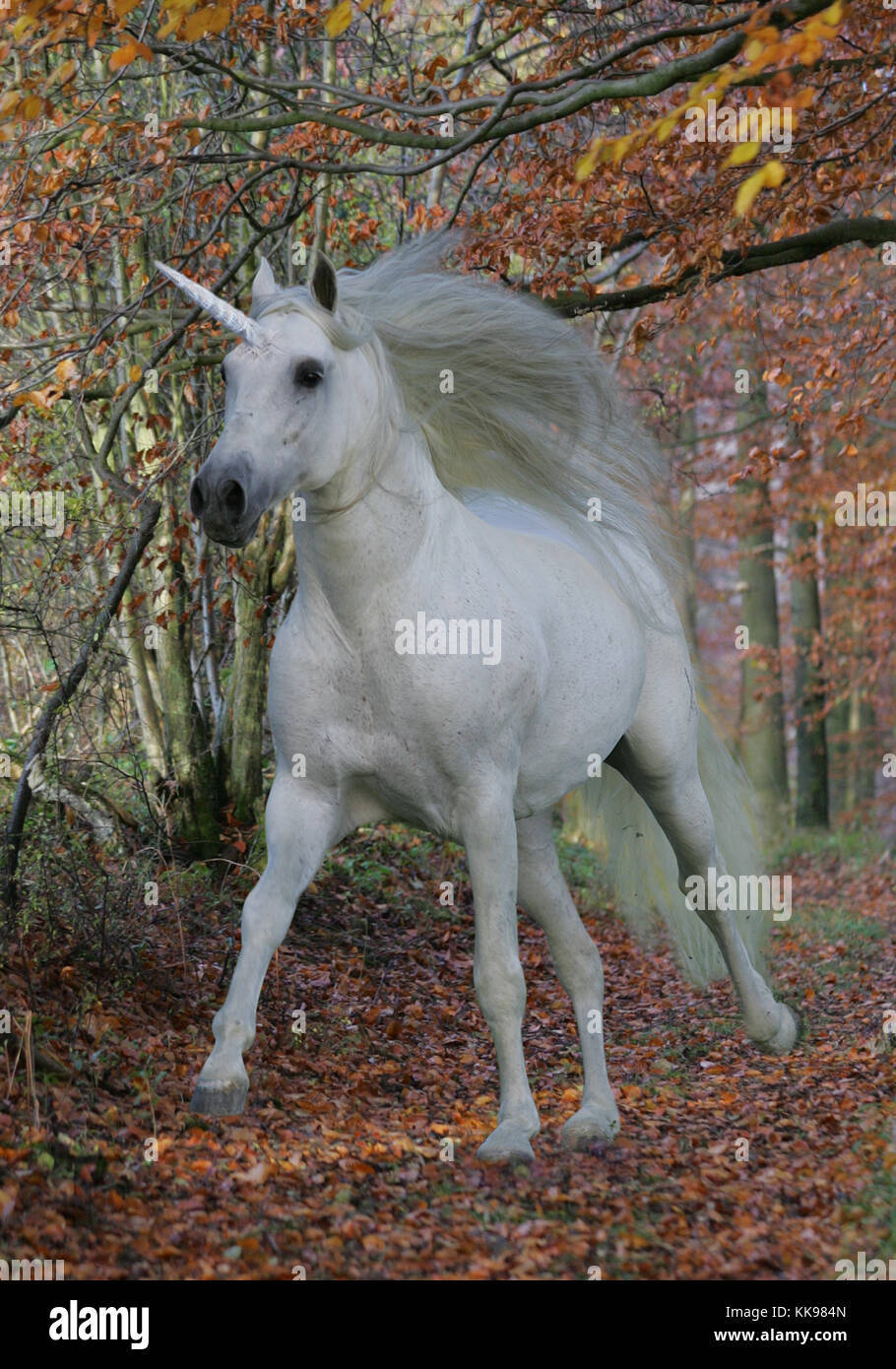 White Unicorn Stock Photos & White Unicorn Stock Images - Alamy