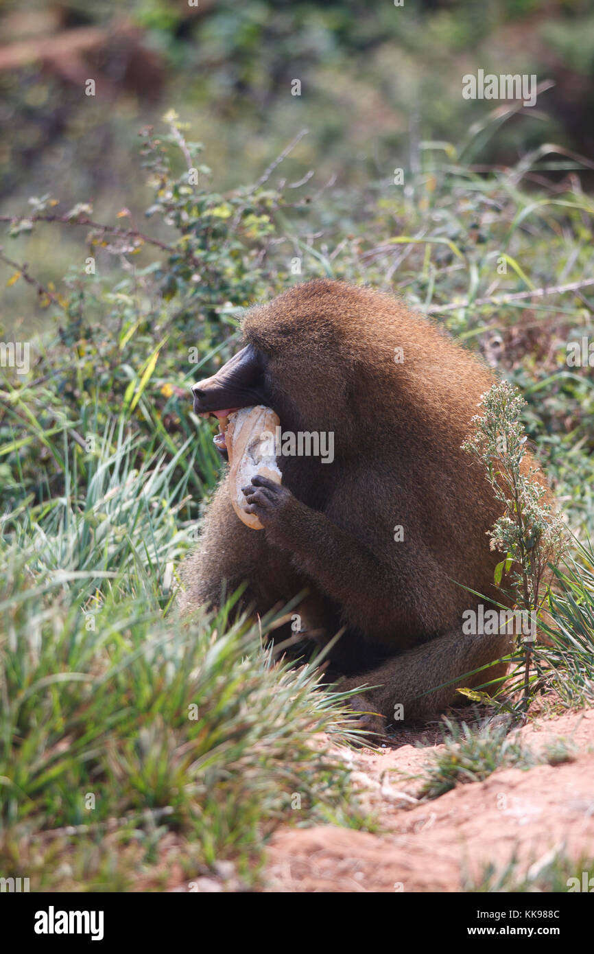 Baboon eating some bread Stock Photo - Alamy