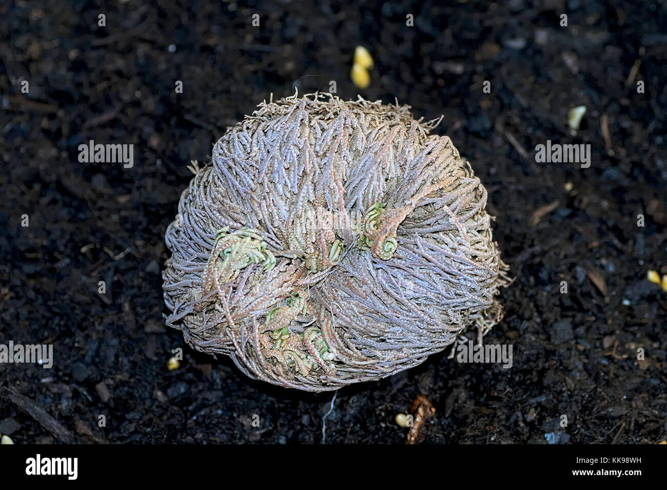 Selaginella lepidophylla known as Rose of Jericho is appeared 300