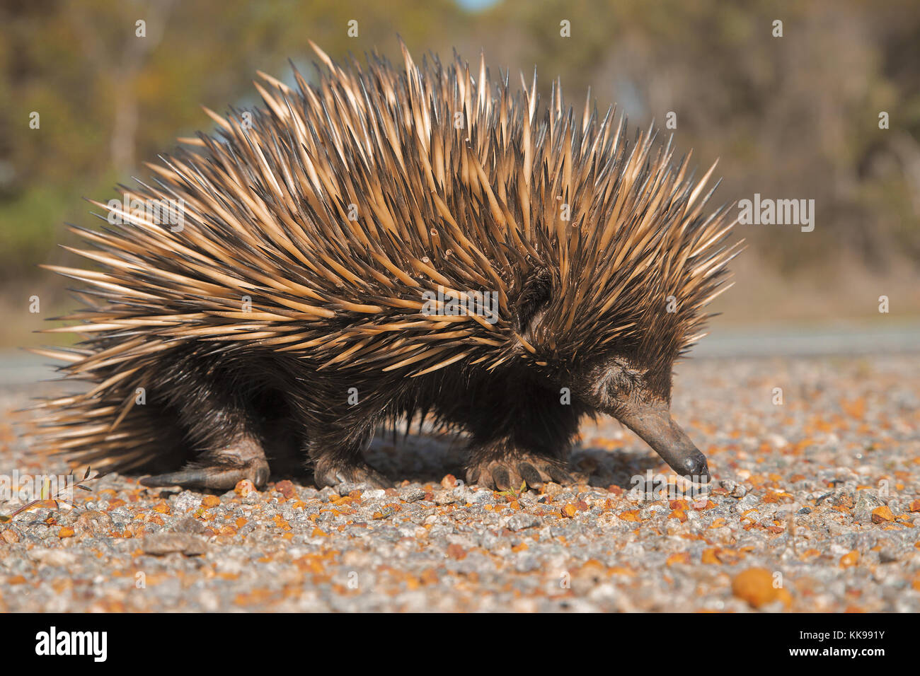 Echidna hi-res stock photography and images - Alamy