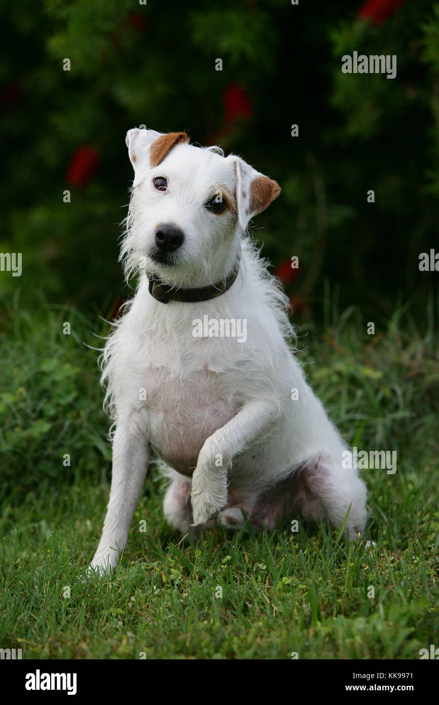 Terrier Parson Jack Russell Parson Jack Russell Terrier Broken haired