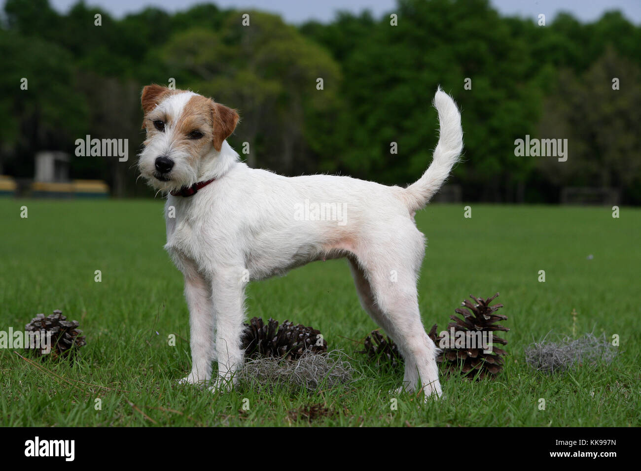 broken haired jack russell