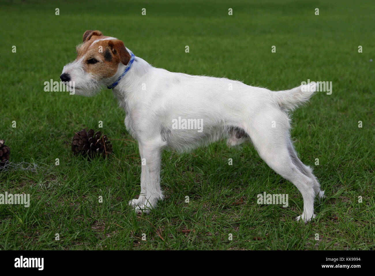 Terrier - Parson Jack Russell Parson Jack Russell Terrier Broken haired Stock Photo