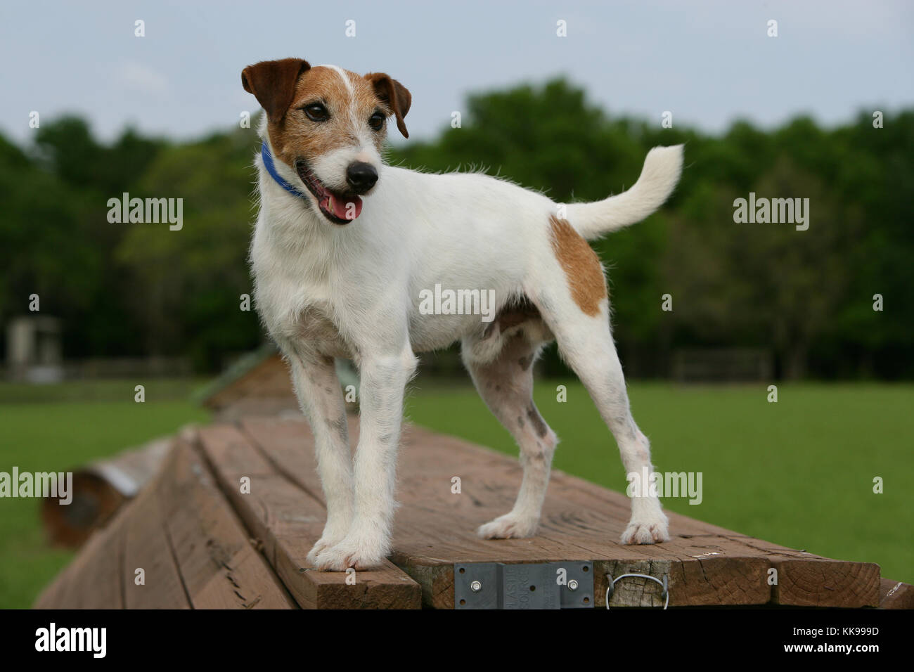 Terrier Parson Jack Russell Parson Jack Russell Terrier Broken