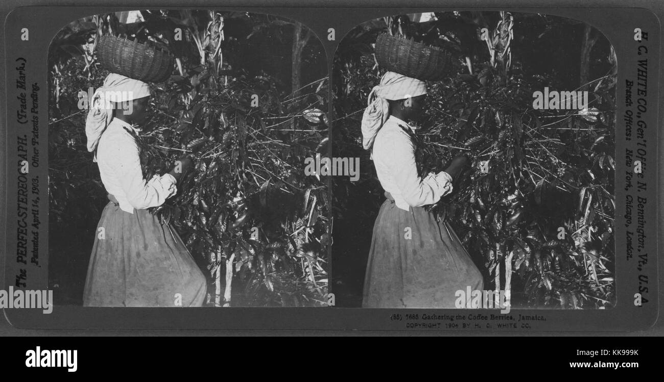 A stereograph of a woman picking coffee berries, she is wearing a white shirt and dark skirt, she has a scarf tied around her head upon which a basket is resting, a stereograph consists of two photographs that produce the illusion of depth when viewed through lenses, Jamaica, 1904. From the New York Public Library. Stock Photo