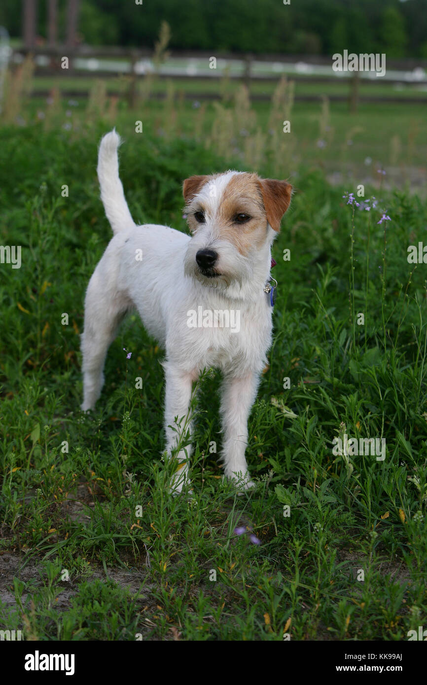 Terrier Parson Jack Russell Parson Jack Russell Terrier Broken Stock Photo Alamy