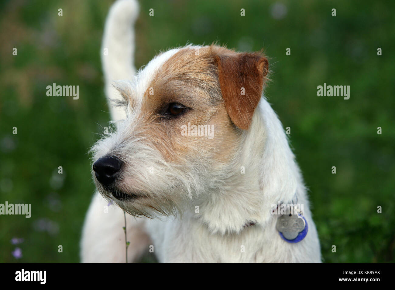 Parson jack russell hires stock photography and images Alamy