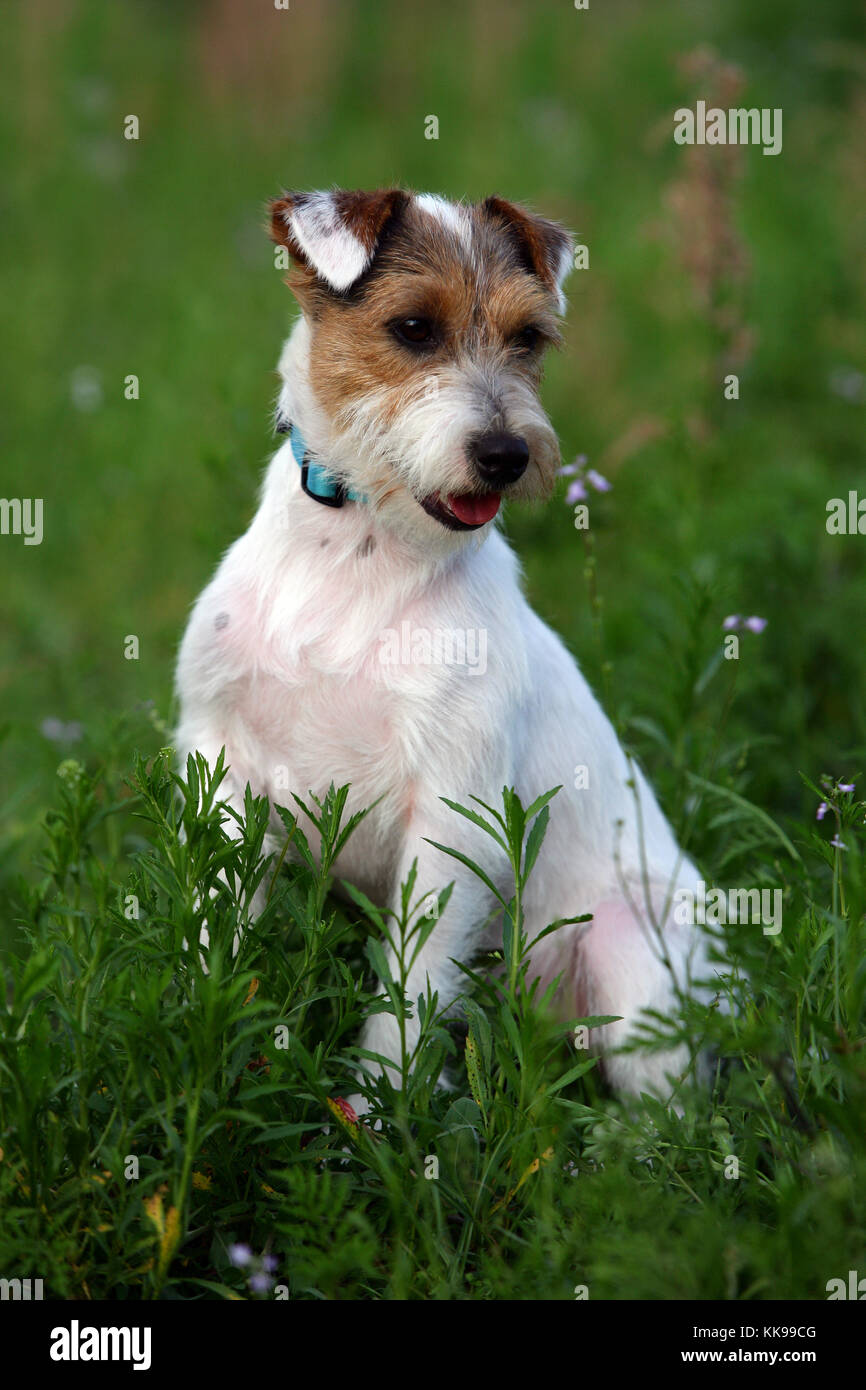 wire haired parson russell terrier