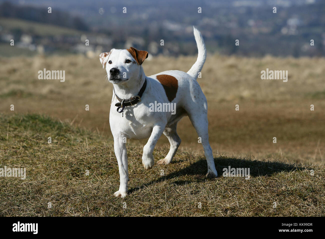 Terrier - Jack Russell Jack Russell Terrier Parson Jack Russell Terrier Stock Photo