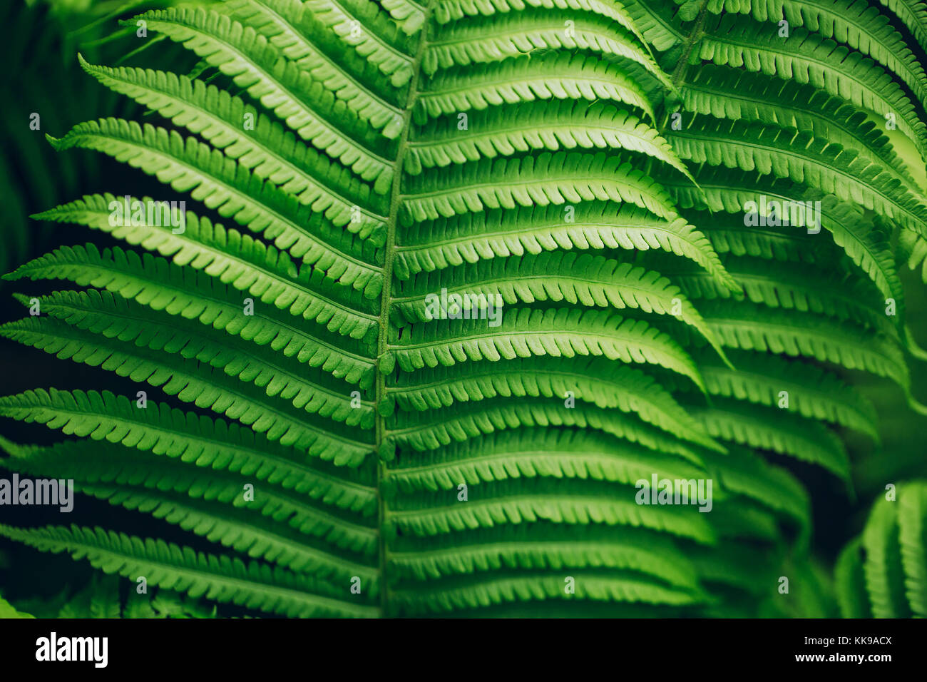 Beautiful fern leaves, macro Stock Photo