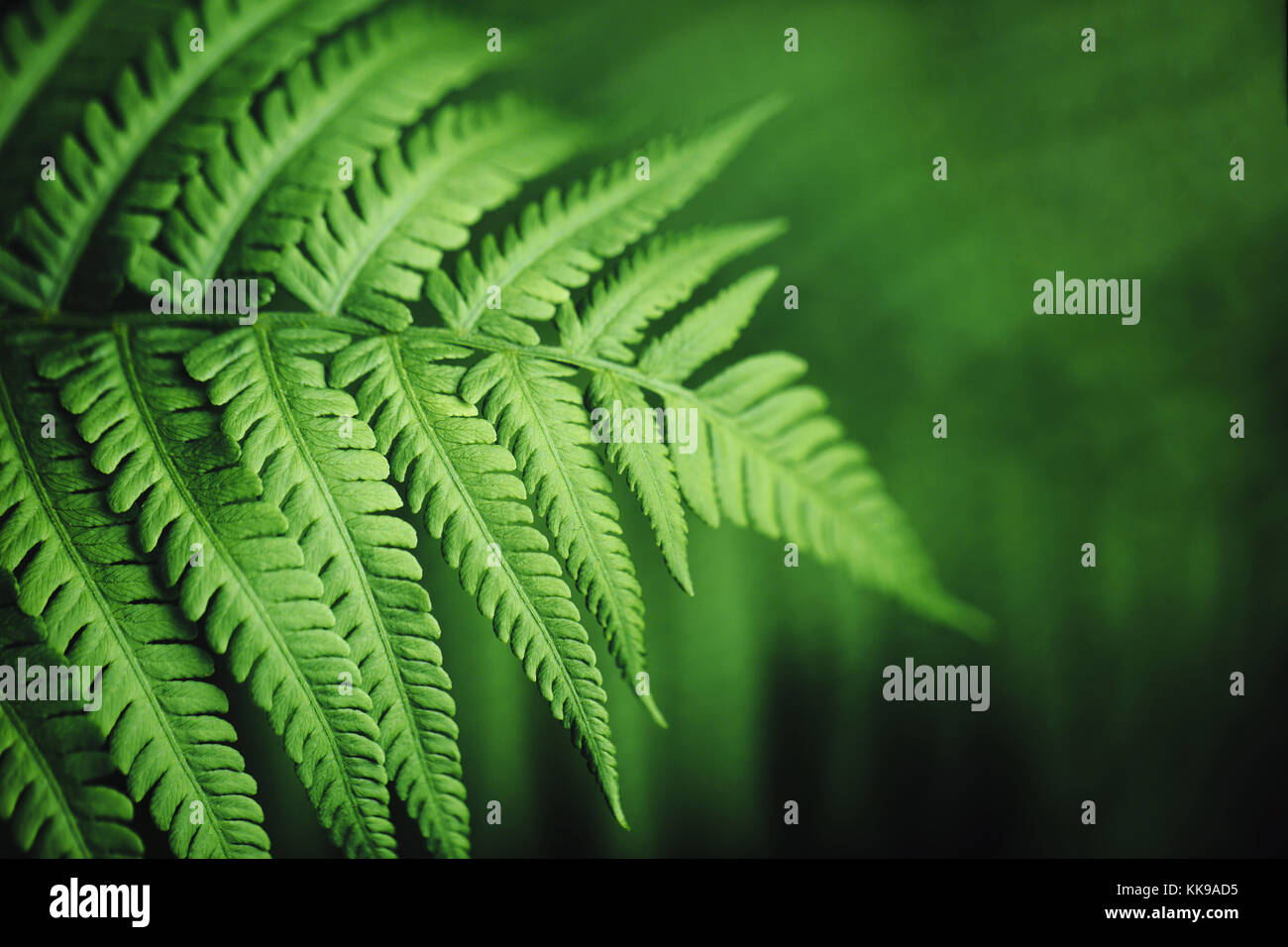 Beautiful fern leaves, macro Stock Photo