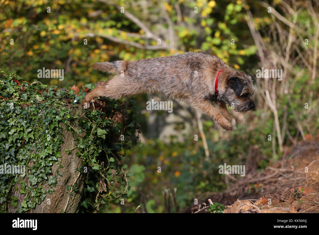 Leaping off stump hires stock photography and images Alamy