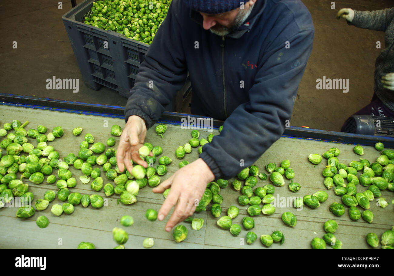Brussels sprouts, grown on the Weldon family farm in Balheary, Co