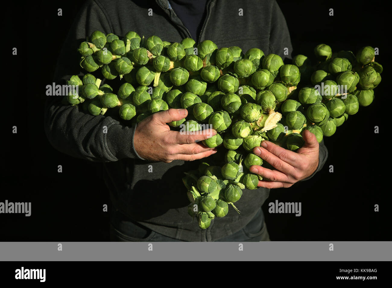 Brussels sprouts, grown on the Weldon family farm in Balheary, Co. Dublin, are prepared ahead of the busy Christmas season. Picture date: Wednesday November 29, 2017. Photo credit should read: Brian Lawless/PA Wire Stock Photo