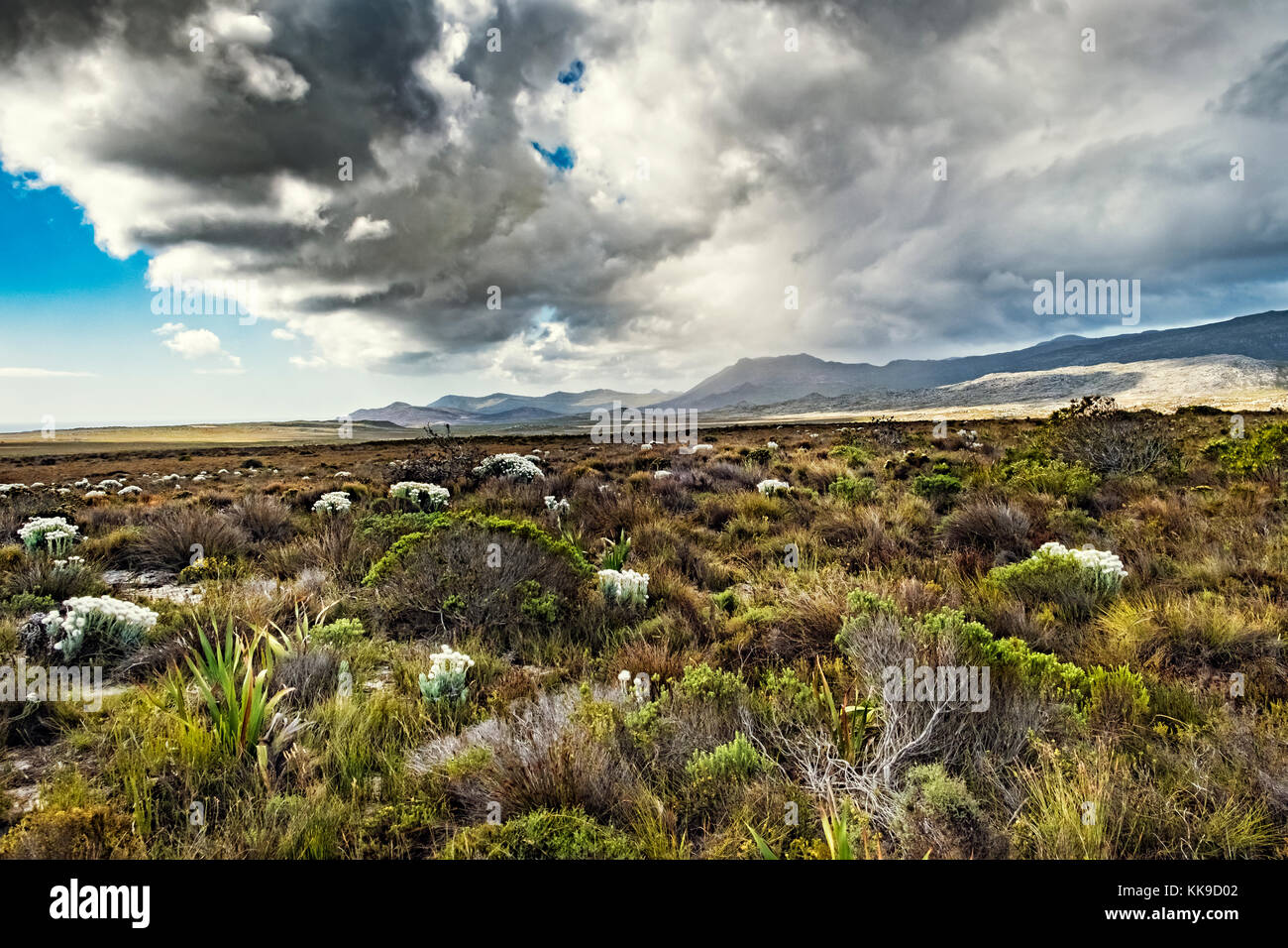 Wild landscape of Cape point national park Stock Photo