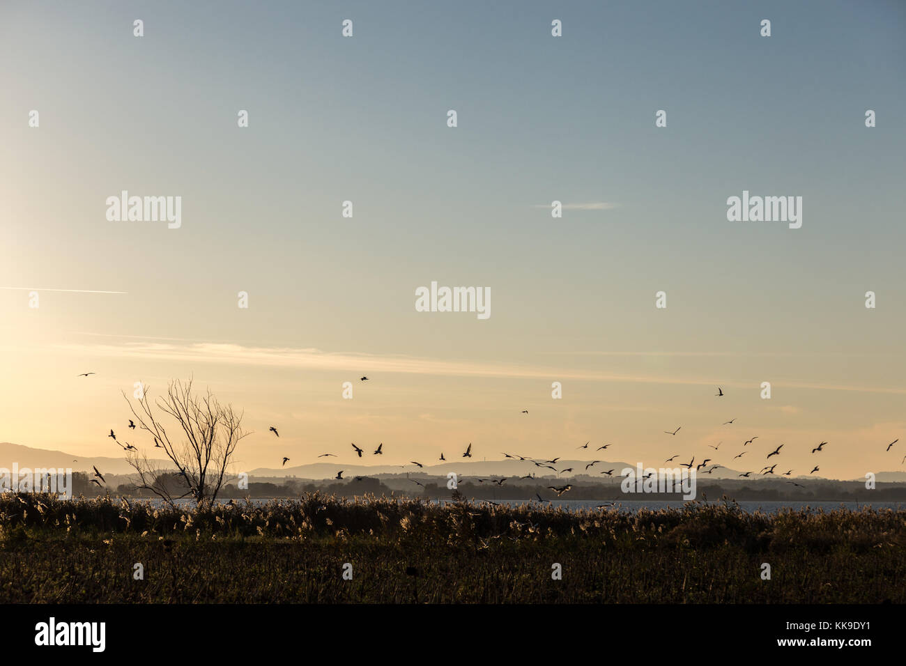 A flock of birds flying over a lake shore at sunset, with a tree and vegetation in the foreground and distant hills in the background Stock Photo