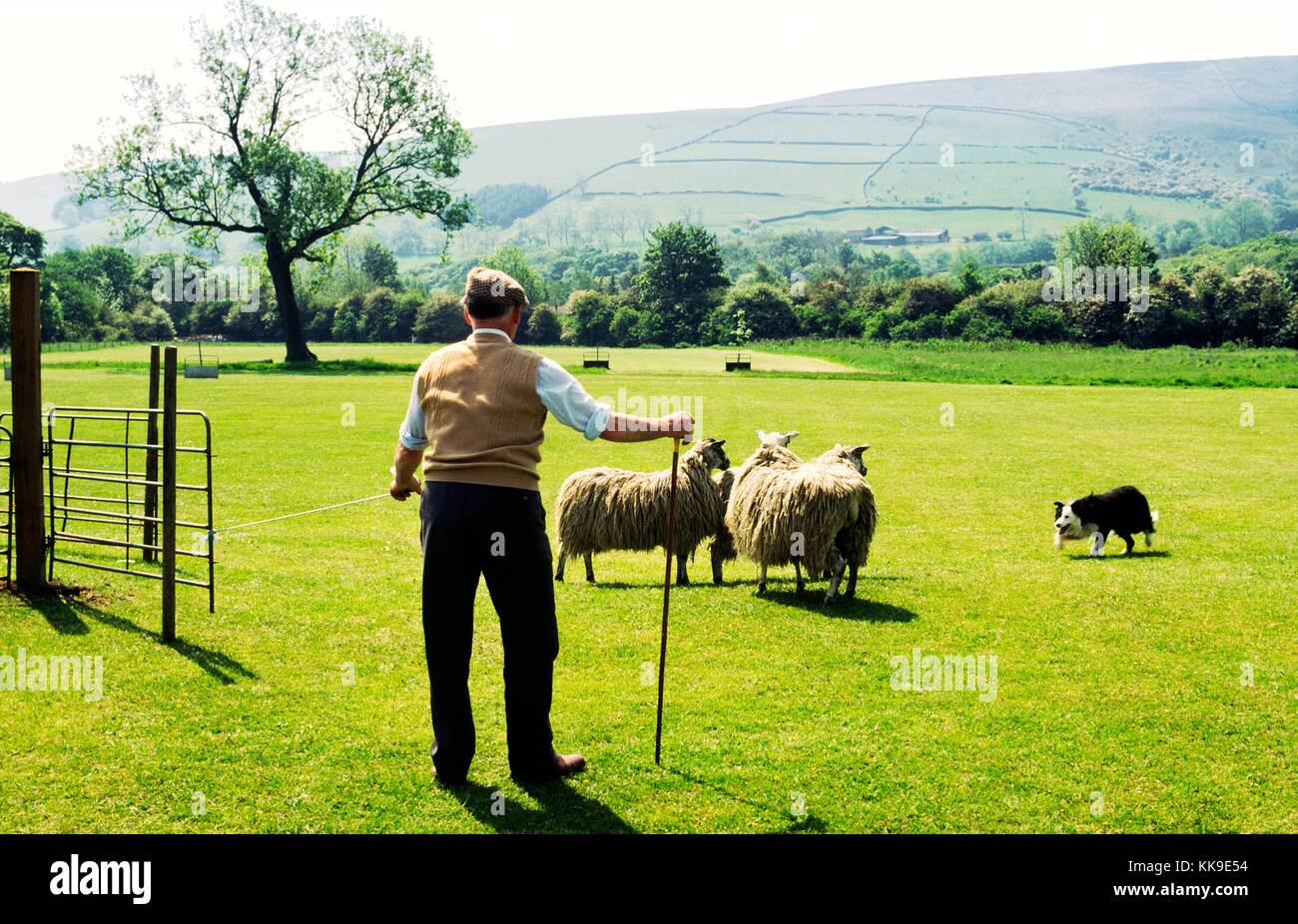 Shepherd penning sheep with sheepdog border collie at traditional