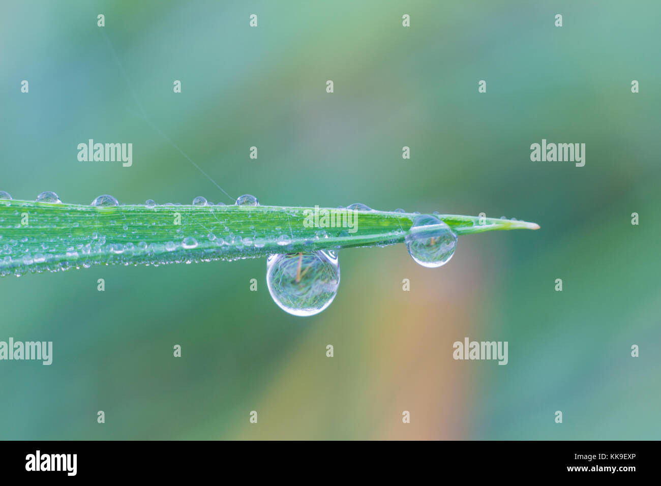 Droplets of grass blur background,Macro Droplets of grass Stock Photo ...