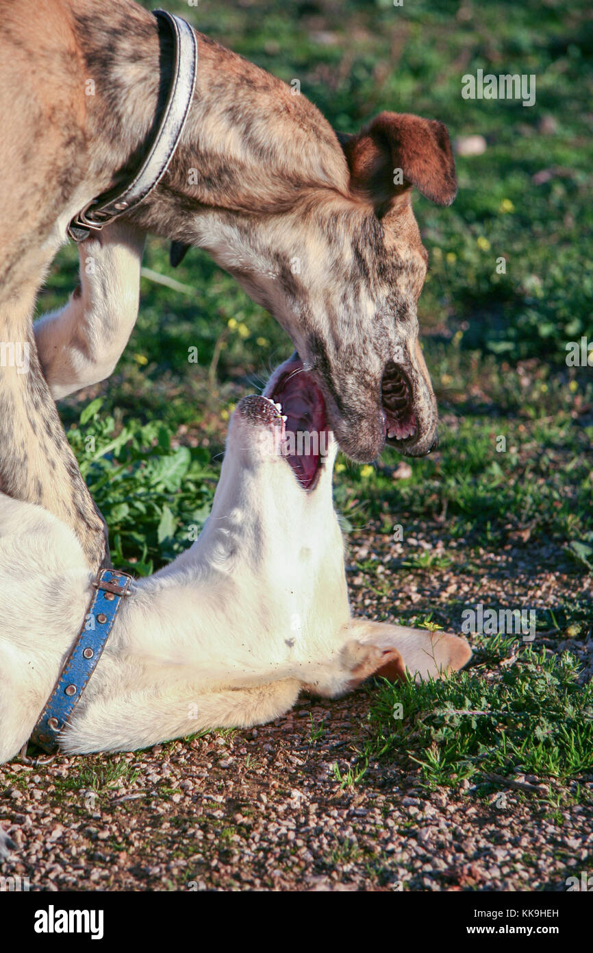 Beautiful young spanish greyhounds also called in Spain Galgo. Two