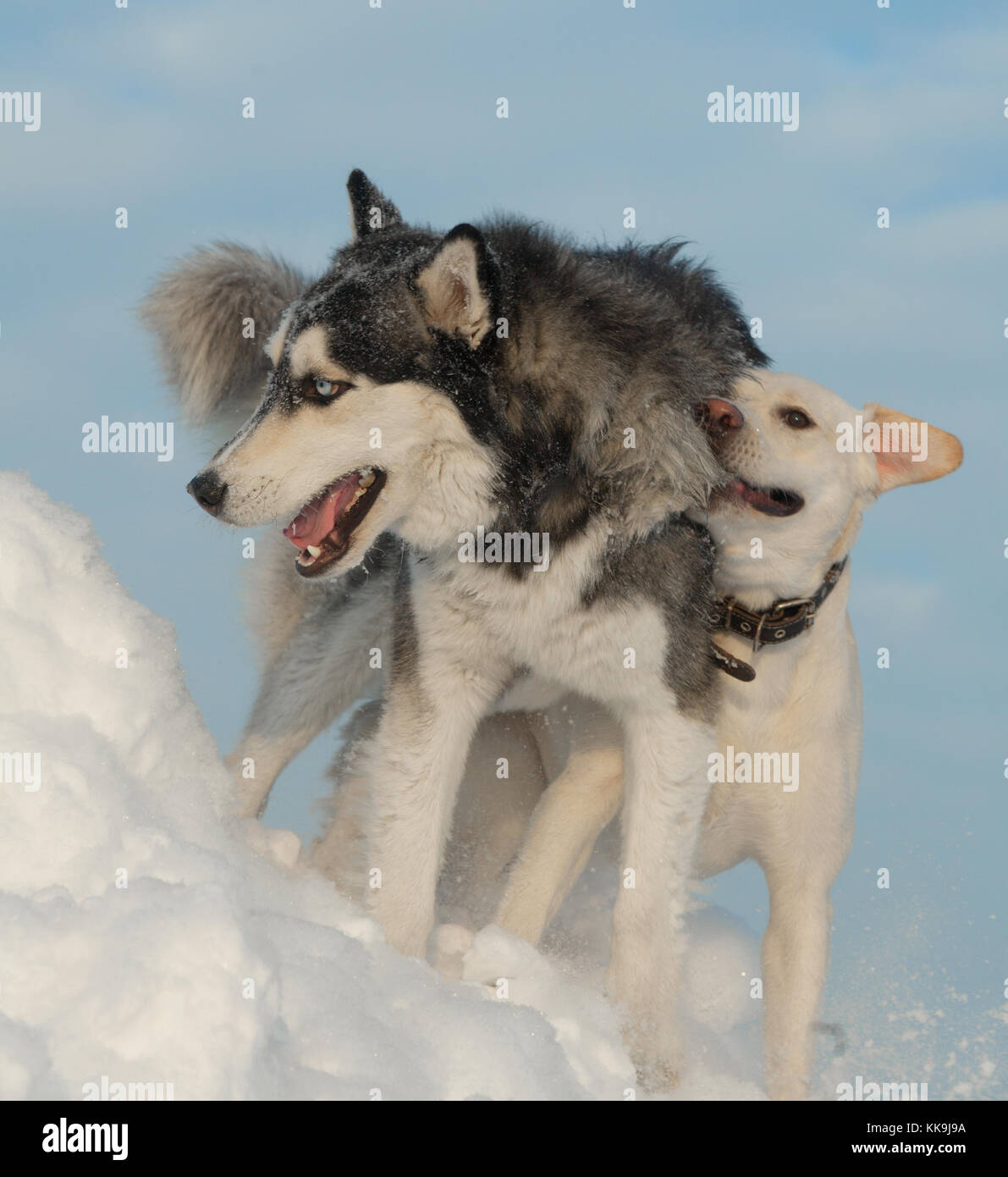 Male Husky in a snowy field in winter in Siberia Stock Photo - Alamy