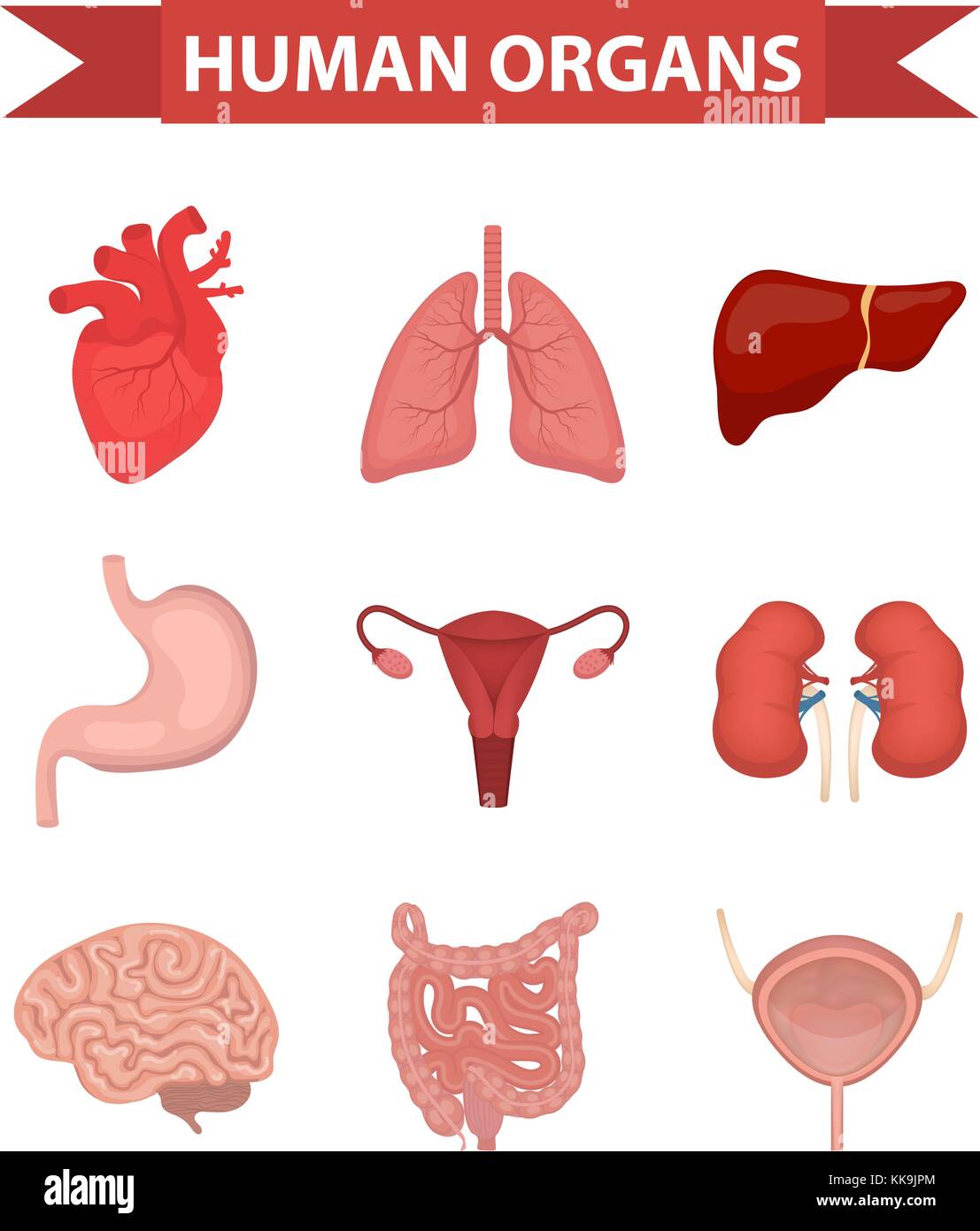 Internal organs of the human icons set, flat style. Collection with heart, liver, lungs, kidneys, stomach, female reproductive system, brain, intestines. Anatomy, medicine, concept. Healthcare. vector. Stock Vector