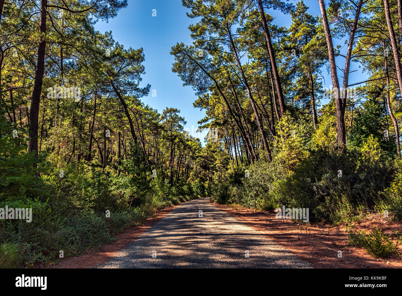 Pine forest in summer under clear blue skies in Marmaris area, Mugla, Turkey Stock Photo