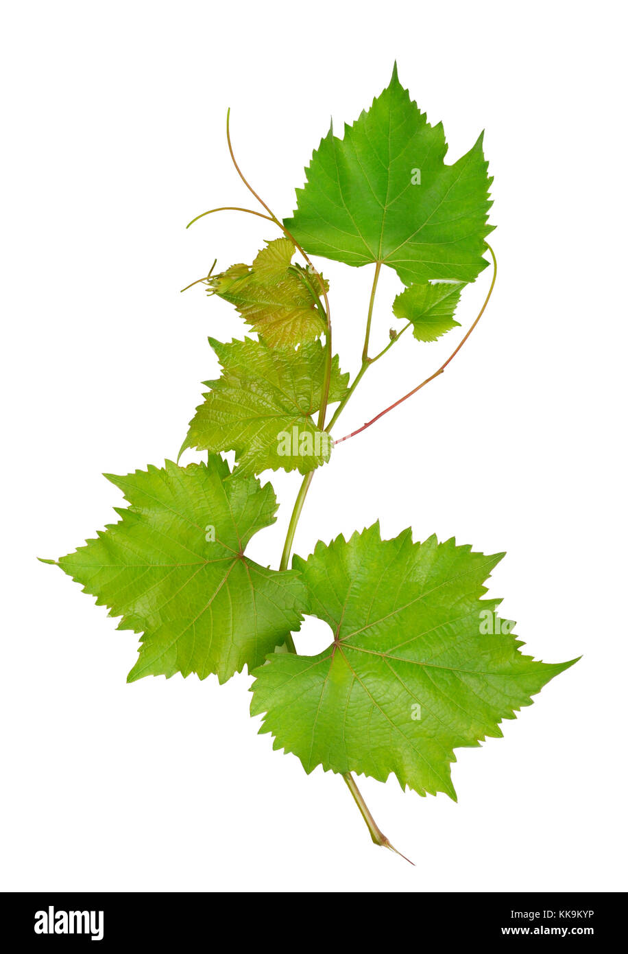 Grape leaves isolated on white background Stock Photo Alamy