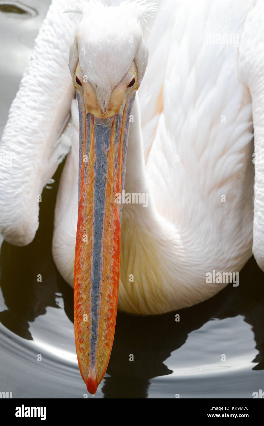 A pelican at Animal Kingdom in Kobe, Japan. Stock Photo