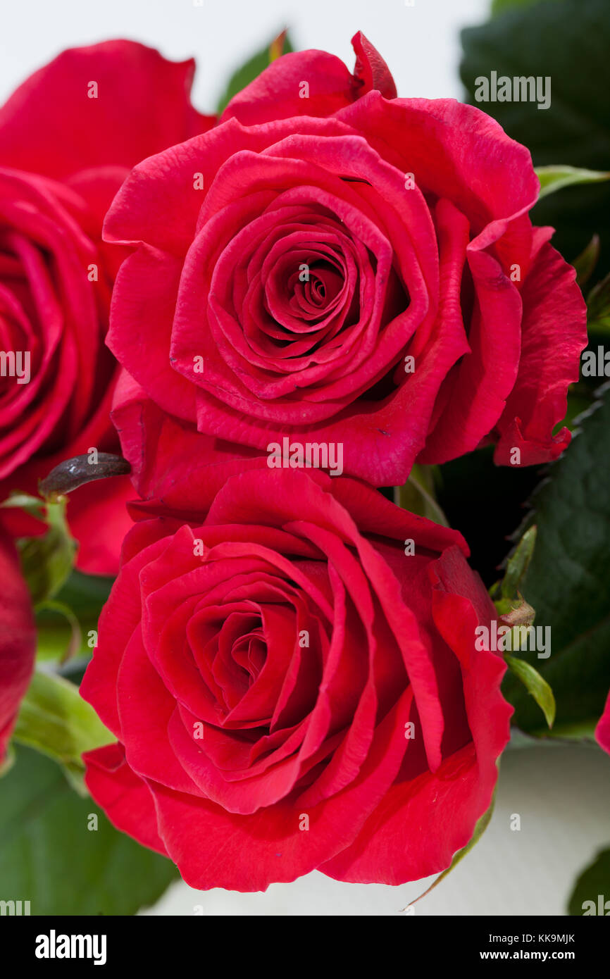 red rose close-up Stock Photo - Alamy