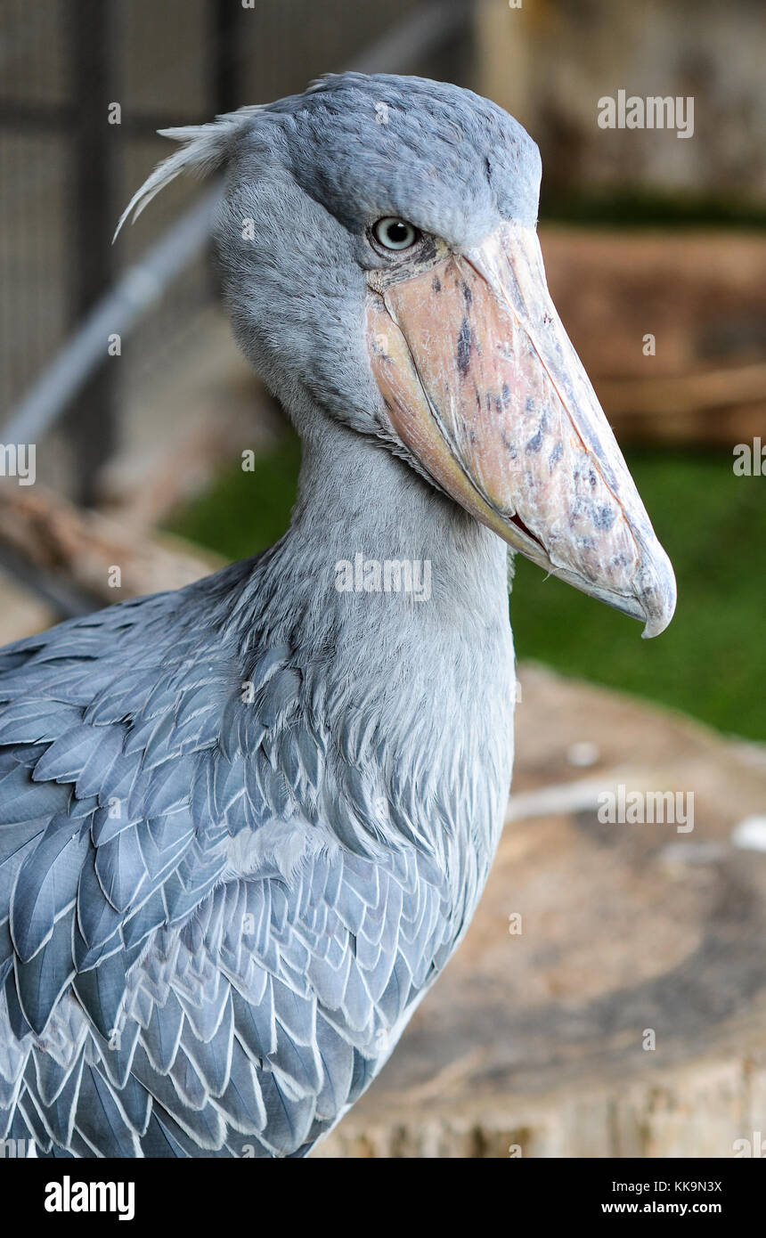 A shoebill bird, also known as a whalehead or shoe-billed stork, at Animal Kingdom in Kobe, Japan. Stock Photo