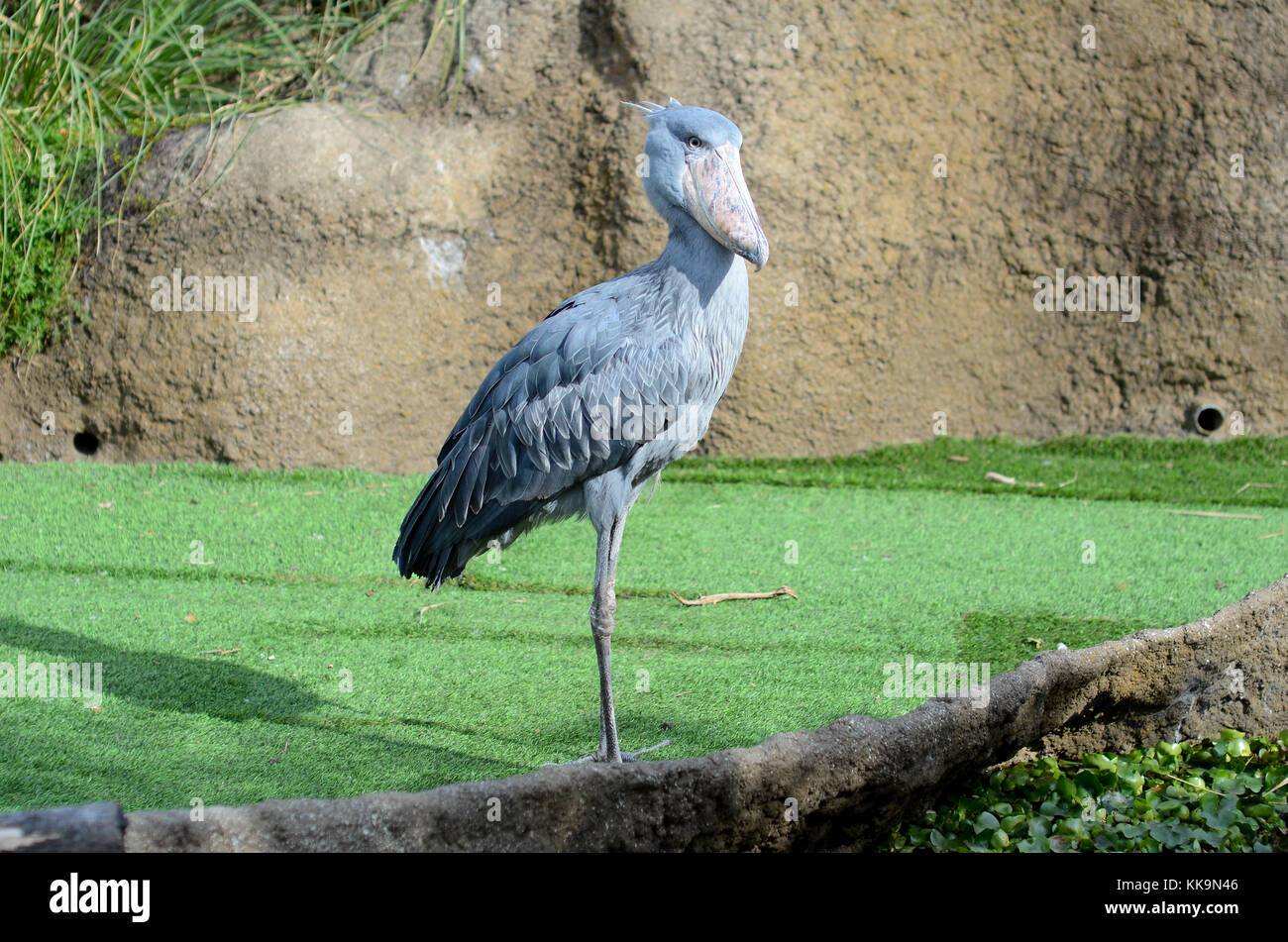 A shoebill bird, also known as a whalehead or shoe-billed stork, at Animal Kingdom in Kobe, Japan. Stock Photo