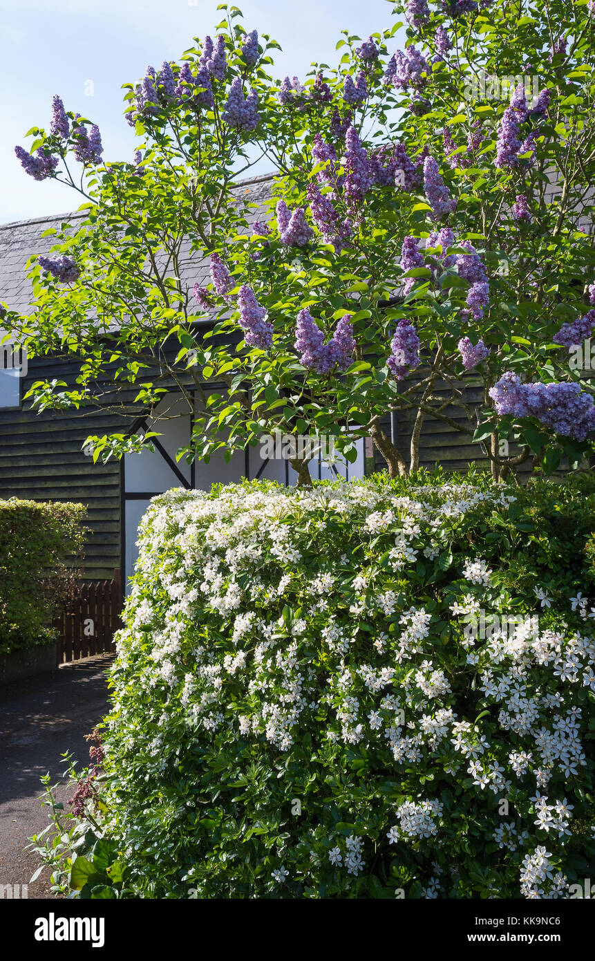 A fragrant bed inside the main entrance to the garden showing choisya in flower and Lilac Syringa vulgaris Katherine Havemeyer also in flower in the UK Stock Photo