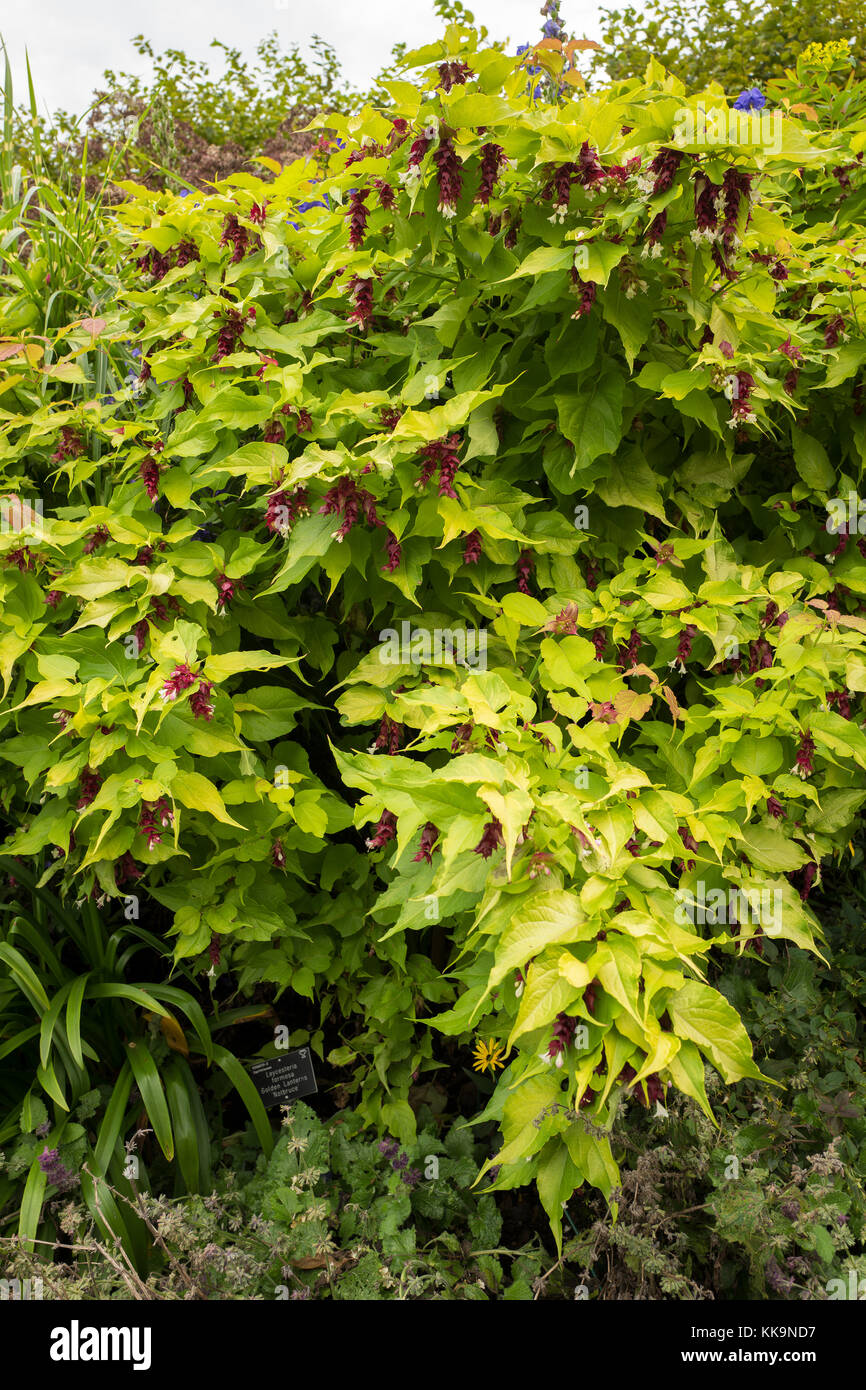 Leycesteria formosa Golden Lanterns showing bright foliage and unusual flowers and bracts in UK Stock Photo