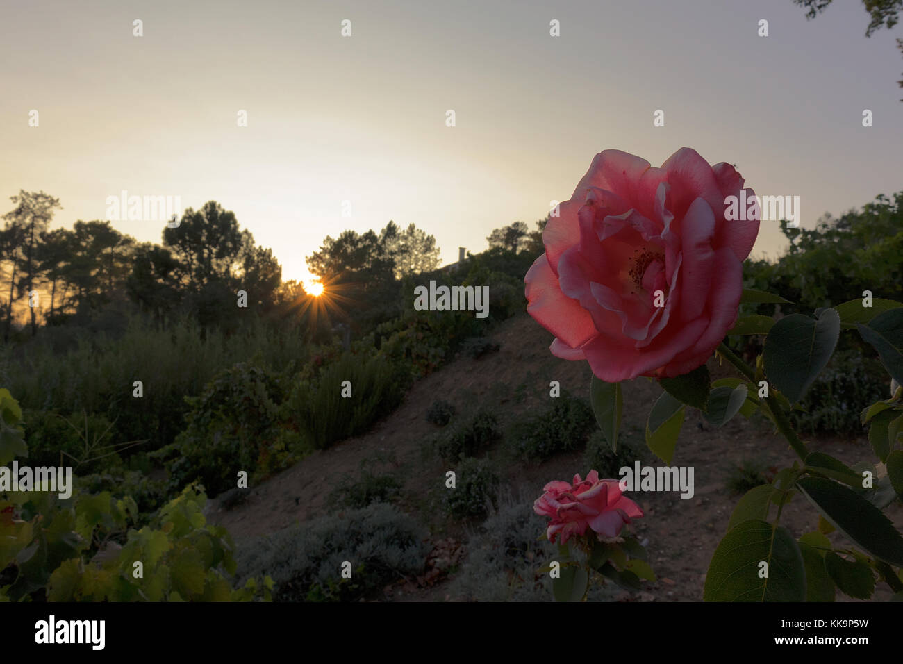 Pink wild roses in the garden with sunset Stock Photo - Alamy