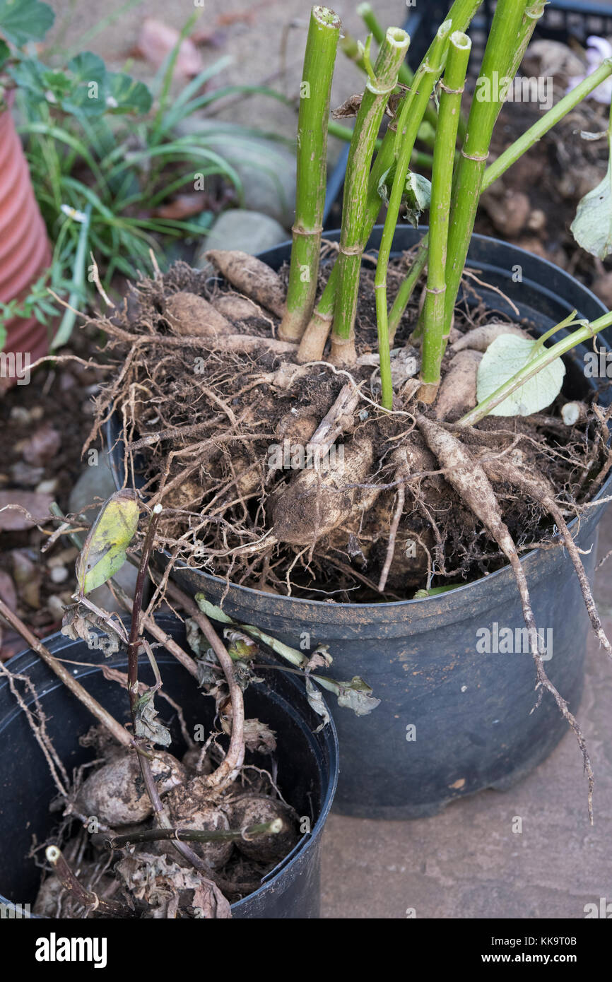 Dug up Dahlia flower tubers for storing over winter. UK Stock Photo