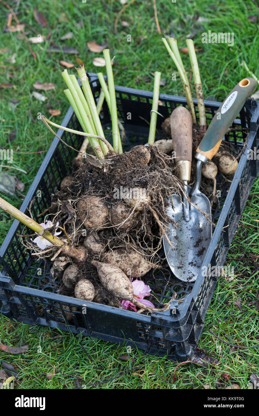 Dug up Dahlia flower tubers for storing over winter. UK Stock Photo Alamy