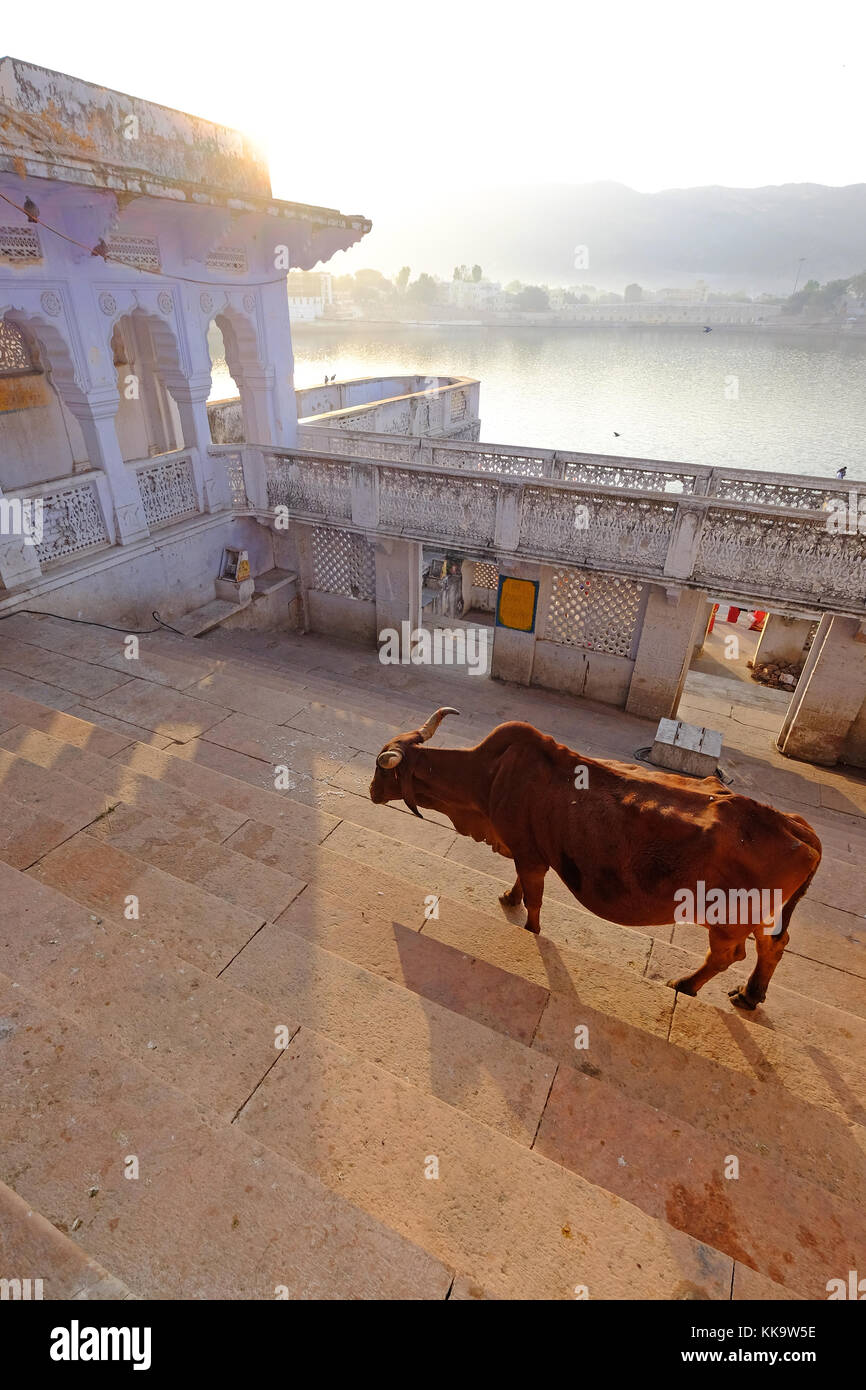 Holy cows at The ghats at the sacred Pushkar Lake,Rajasthan,India Stock Photo