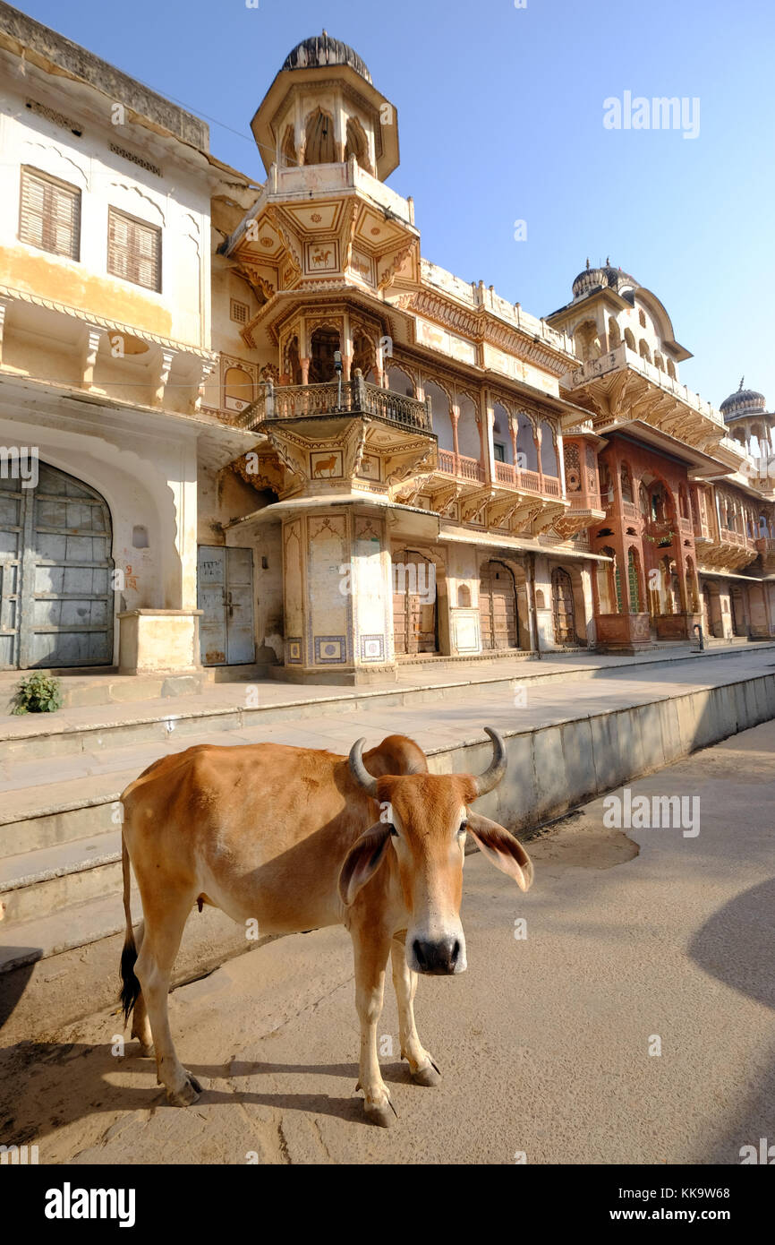 A sacred cow in the street outside a Krishna temple in Pushkar,Rajasthan,India Stock Photo
