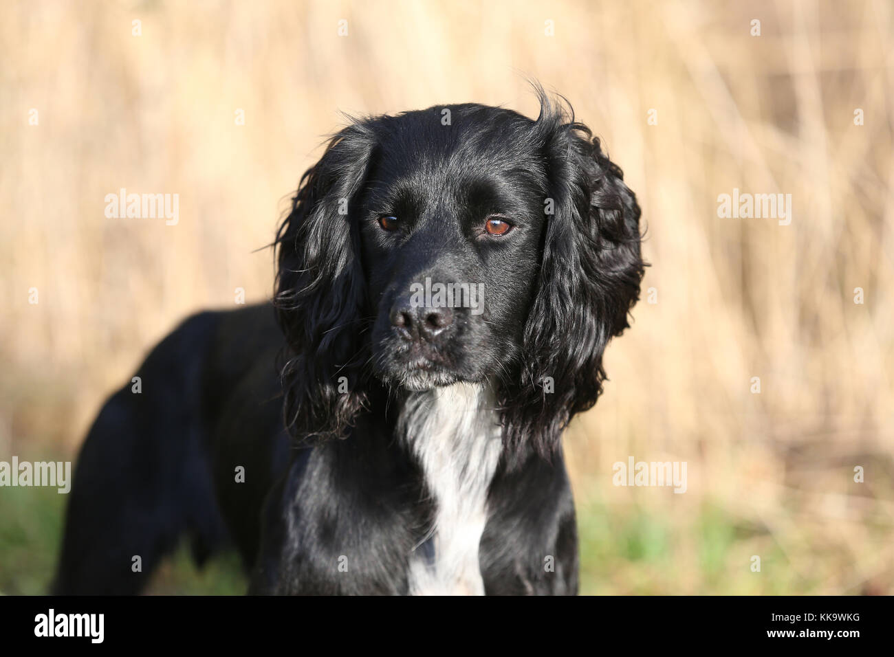 working cocker spaniel Stock Photo Alamy