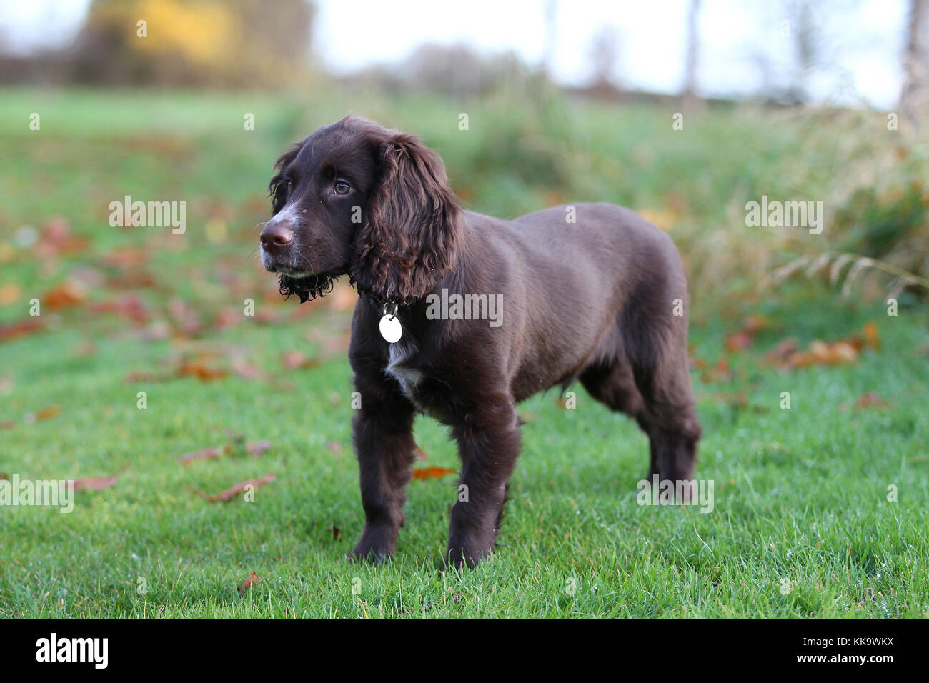 liver and white english cocker spaniel