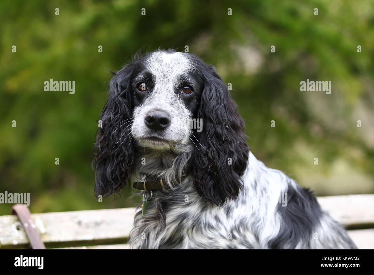 blue roan working cocker spaniel puppies for sale