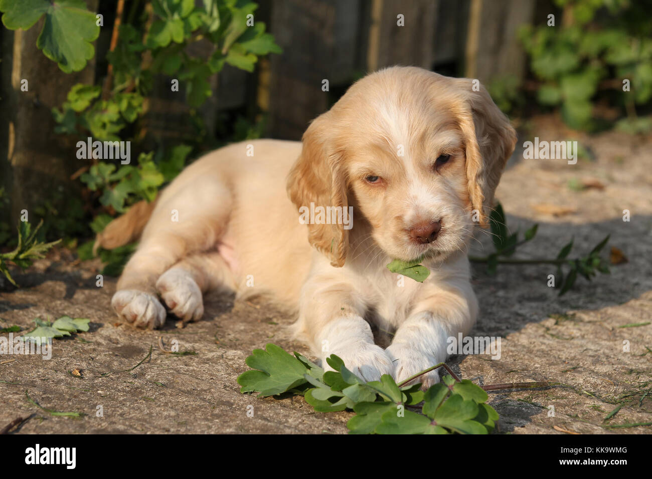 lemon and white english cocker spaniel