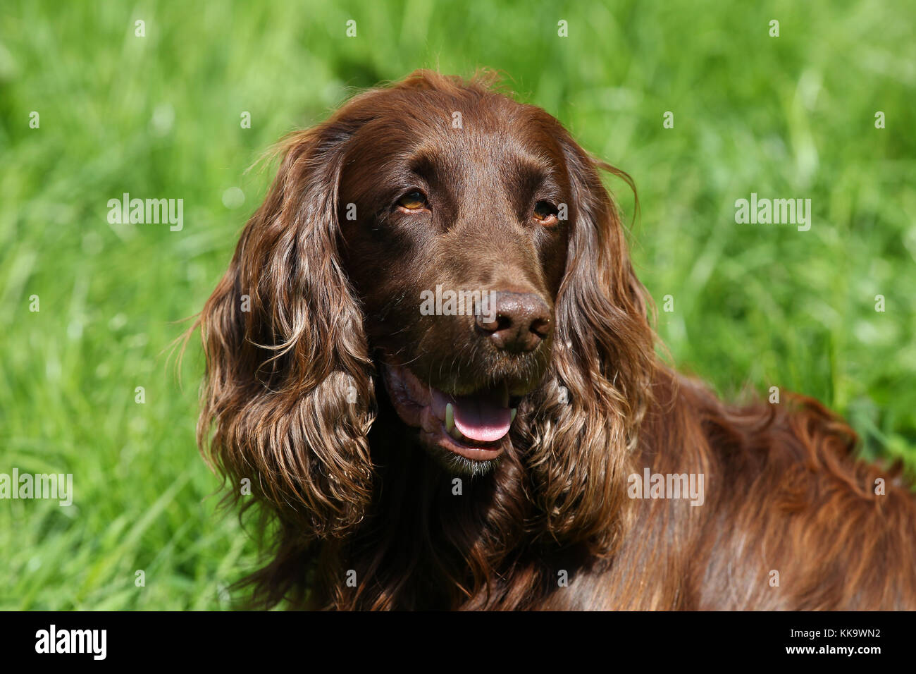 working cocker spaniel Stock Photo Alamy