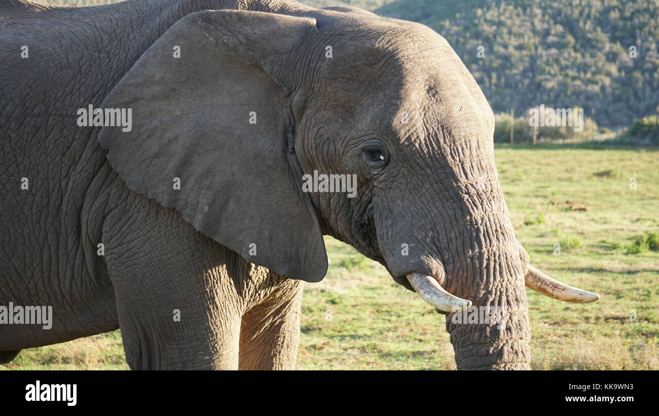 Elephants on the South African plane Stock Photo Alamy