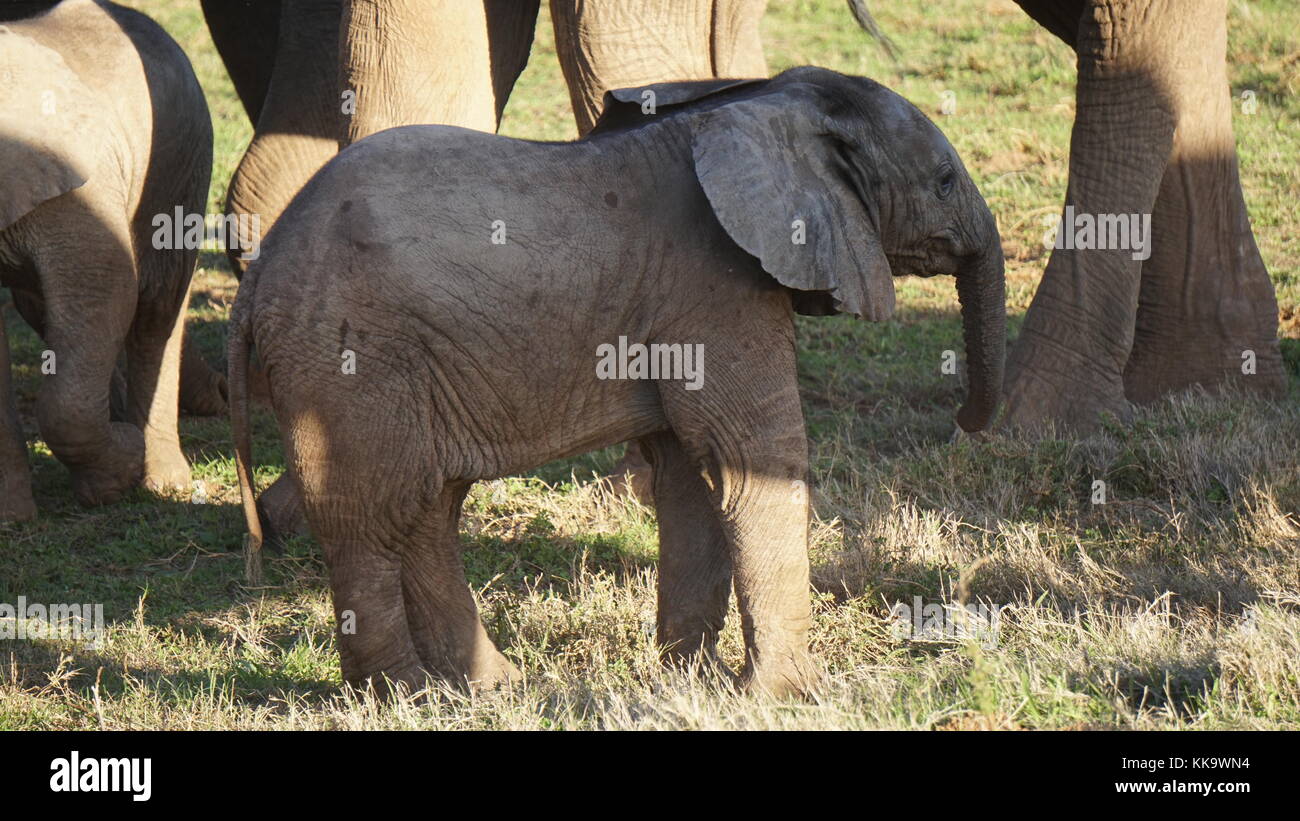 Elephants on the South African plane Stock Photo Alamy