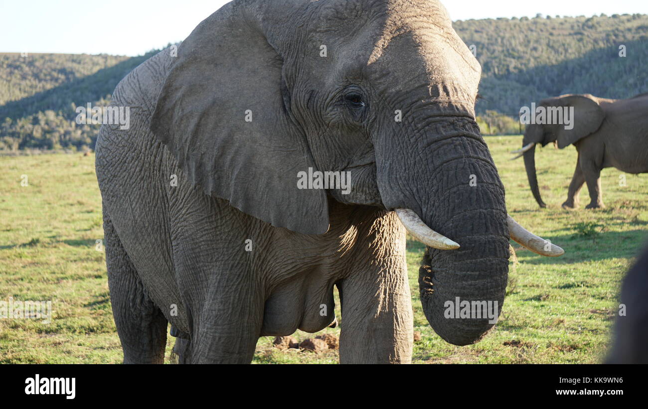 Elephants on the South African plane Stock Photo Alamy