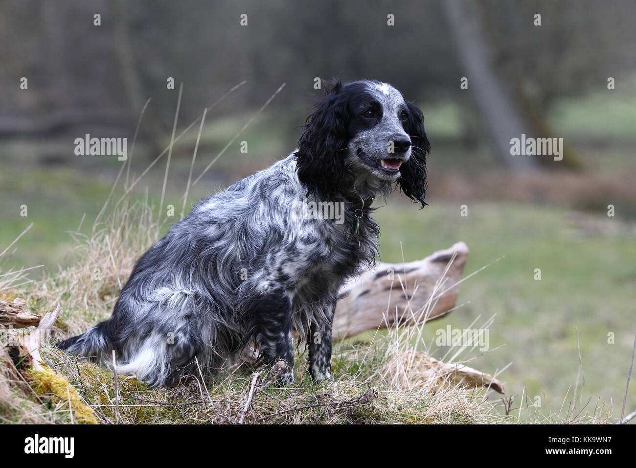 blue roan springer