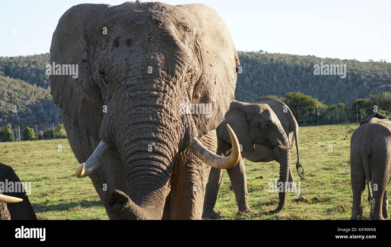Elephants on the South African plane Stock Photo Alamy