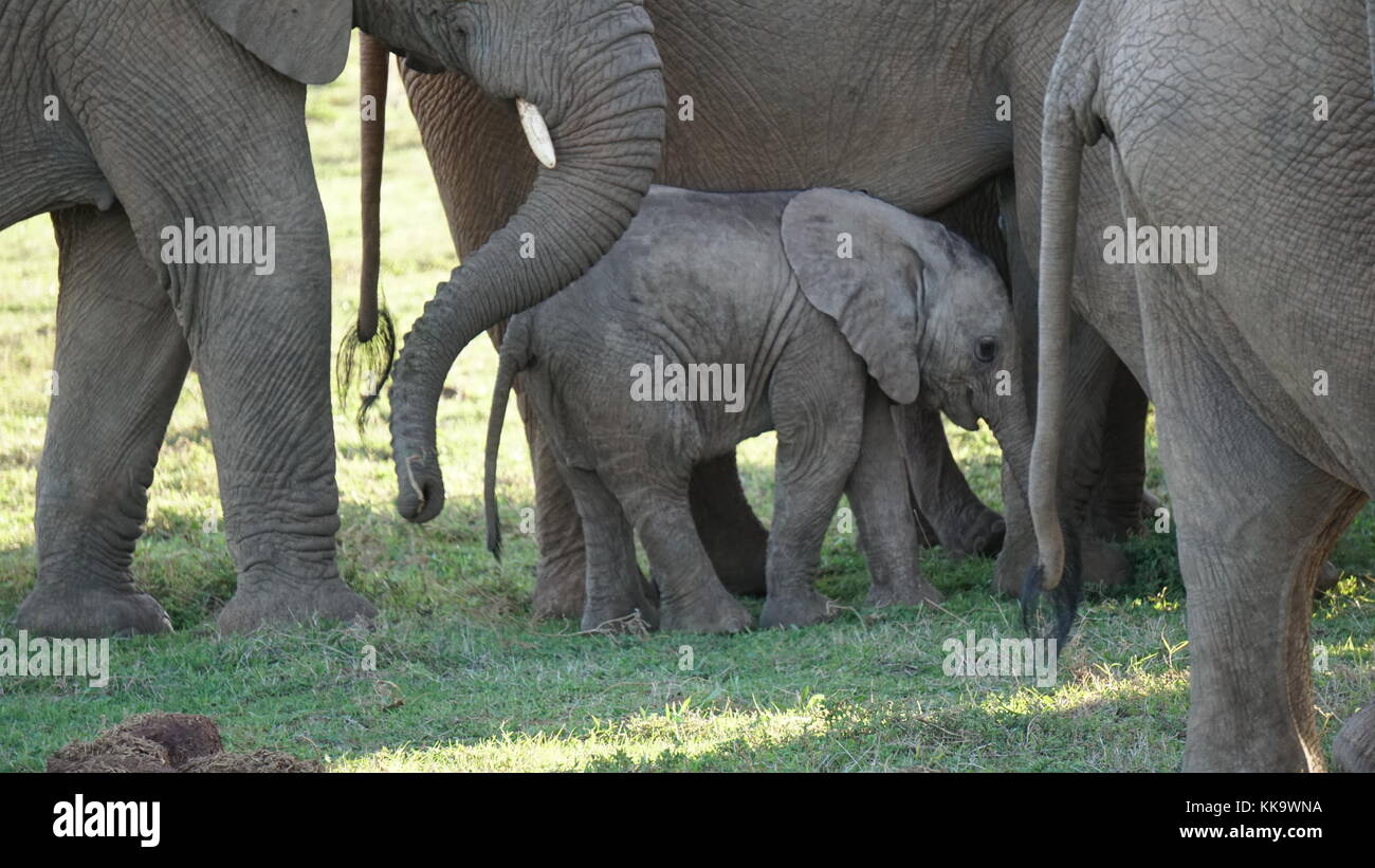 Elephants on the South African plane Stock Photo Alamy
