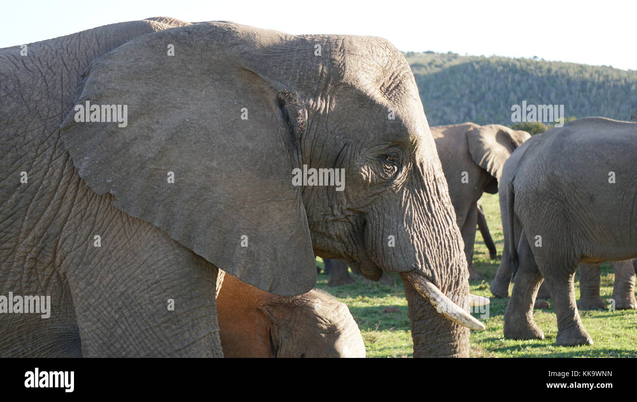 Elephants on the South African plane Stock Photo Alamy